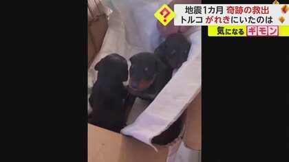 【がれき下で出産】“大地震から1カ月”母犬が子犬3匹を守り抜いた！生存理由は“大量のドッグフード”　動物捜索も続く　トルコ