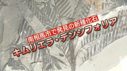 世界的に第一級?新種の化石を発見！　ジュラ紀後期の植物「キムリエラ・デンシフォリア」そのスゴさに迫る【福島発】