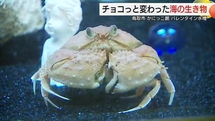 バレンタインデーへ恋愛成就は“カニ頼み”！？「スキダラケ」のチョコっと変わった生き物紹介（鳥取）