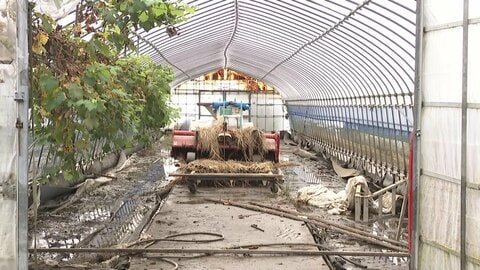 印旛沼決壊で収穫予定のコメに被害「100俵ぐらい出せなくなった」　農業にも打撃　千葉・成田市