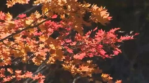 岡山県北　鏡野町上齋原の赤和瀬地区で紅葉が見ごろ　このところの冷え込みで一気に進む【岡山】