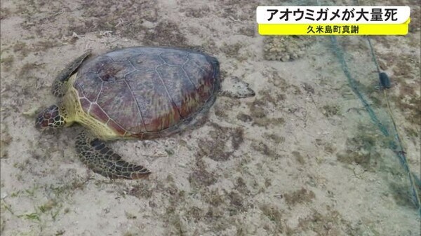 ウミガメ数十匹死ぬ 漁業被害で駆除することも Fnnプライムオンライン