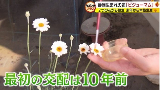 交配作業