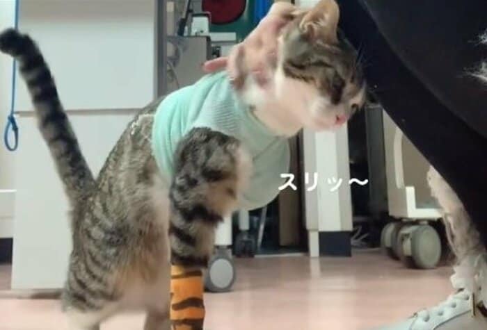 手術後の様子