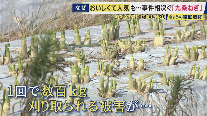 根元だけが畑に