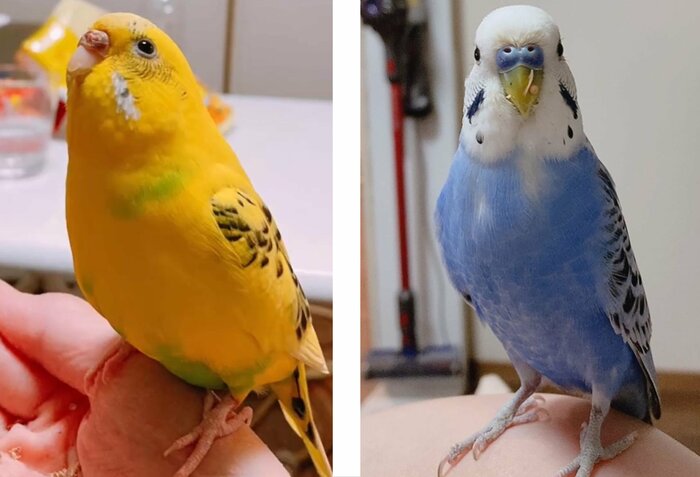 黄色い羽がぴっぴくん(左)、青い羽がぽっぽくん