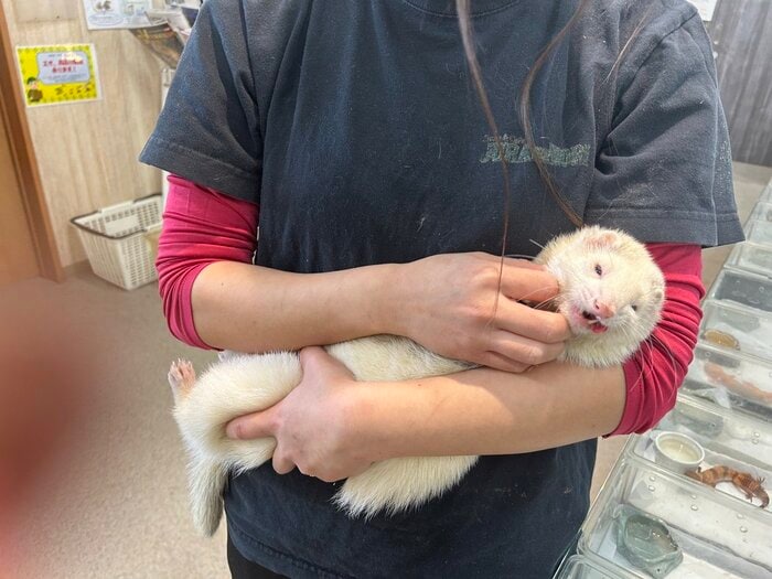 抱っこしているのはマシュマロを飼っている女性従業員