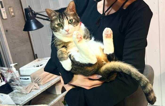 名前の由来はしっぽが細長いことから