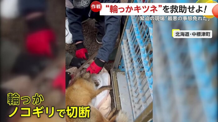 キツネの首の輪っかを切断(提供:中標津町ぷろてくと)