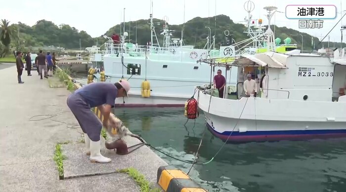 （漁船を岸壁に固定する油津港の漁師）