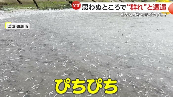 ぴちぴち跳ねるイワシ(視聴者提供)