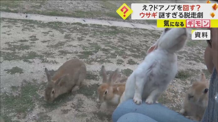 ウサギの前脚ではドアノブをつかめそうにない