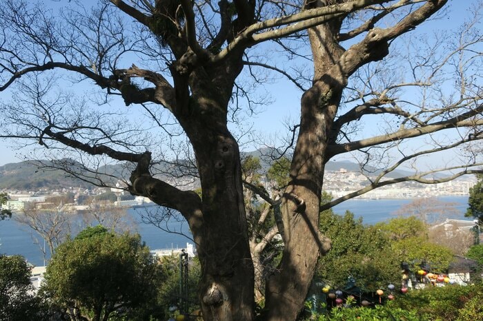 喫煙所の裏の木をよ～く見ると…