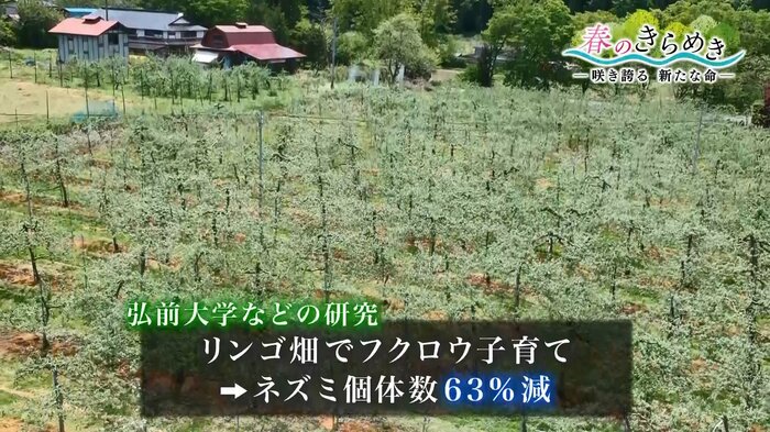 畑を荒らすネズミを食べてくれるというフクロウ