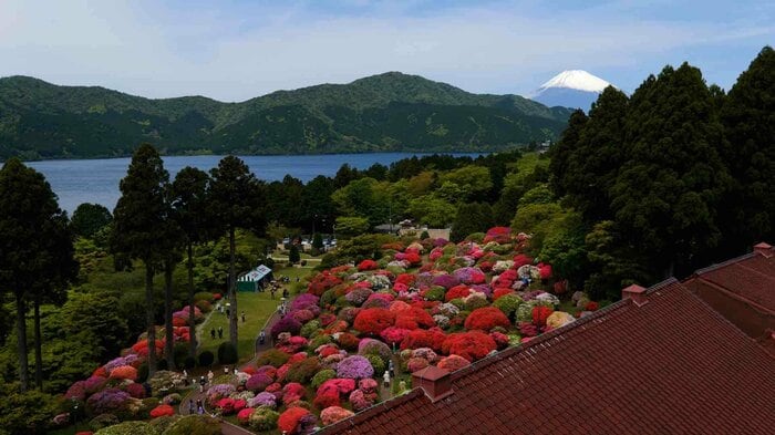 富士山に向かって駆け上がるように庭園を埋め尽くすツツジ