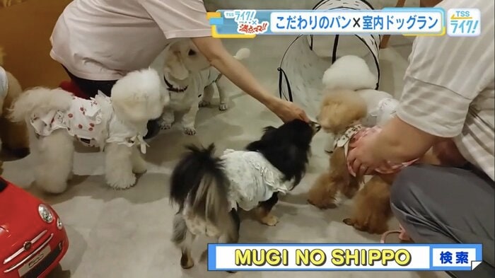 雨の日でも愛犬と一緒に過ごせる室内ドッグラン