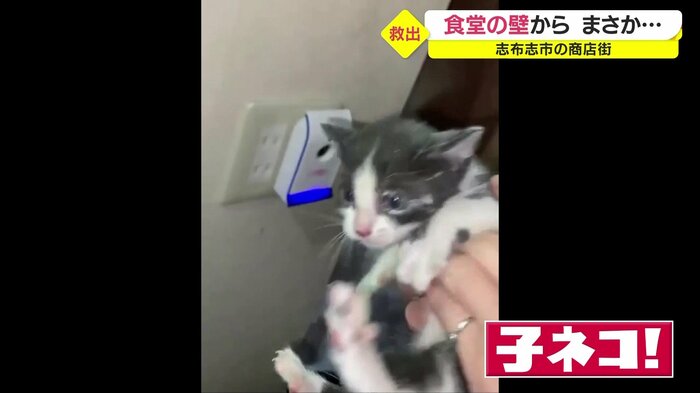 手のひらに乗るほどの子猫