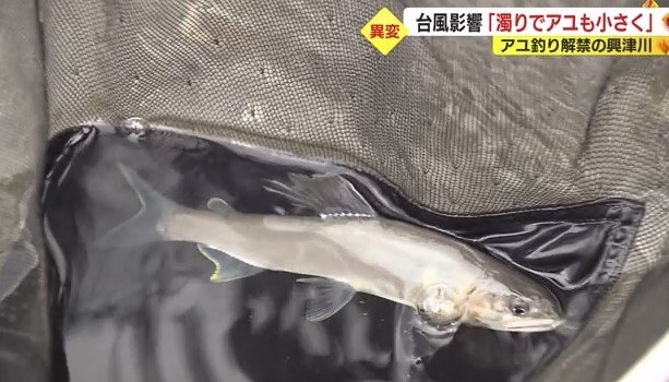 興津川で釣れたアユ