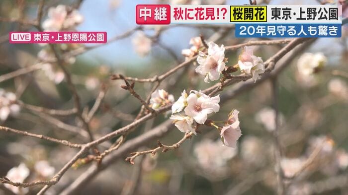 東京・上野恩賜公園のヤマザクラの状況(関西テレビ「旬感LIVE とれたてっ!」より)