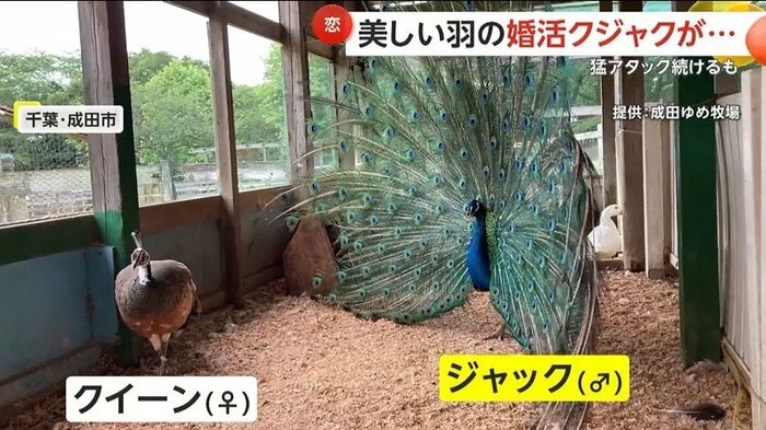 メスのクイーンちゃんに求愛するジャックくん