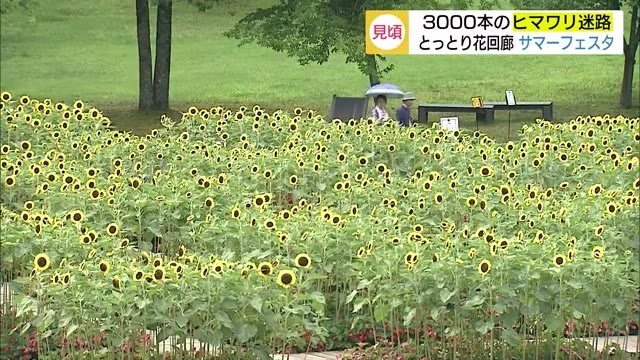 ヒマワリ見頃 写真スポット3000本の迷路(鳥取・南部町)