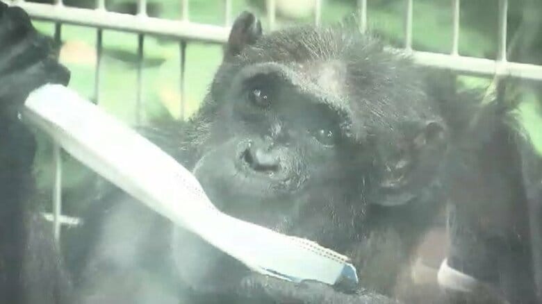 9月21日「敬老の日」　長寿の動物たちに”大好物”のプレゼント　国内最年長49歳のチンパンジーには“ぜいたく”フルーツ　福岡市動物園｜FNNプライムオンライン