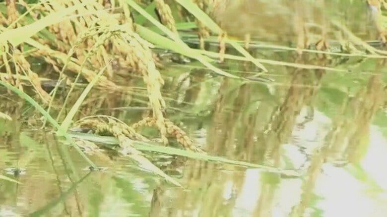 農地は水浸し…数億円の被害が見込まれる繊維工場　福井の記録的大雨　日に日に被害が明らかに　建物の浸水は400棟超｜FNNプライムオンライン
