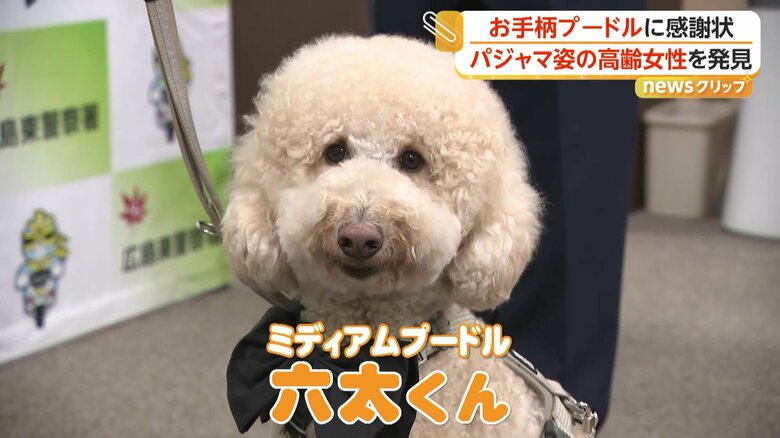 お手柄プードルに感謝状　散歩中に行方不明の高齢女性を発見　地域を見守る「ワンパト隊」　広島｜FNNプライムオンライン
