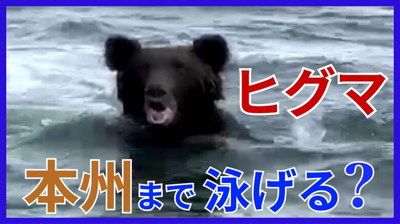 ヒグマは津軽海峡を泳いで渡れるのか？ 離島まで20キロ近く泳ぎ切った例も 本州上陸の可能性は【北海道発】｜FNNプライムオンライン