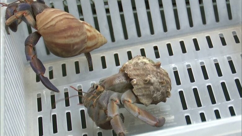 天然記念物「オカヤドカリ」998匹を違法に県外へ持ち出そうとした疑いで台湾籍の2人を逮捕　容疑を一部否認　沖縄・宮古島市｜FNNプライムオンライン