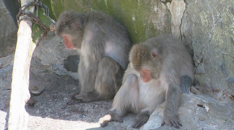 サルも暑さでぐったり…動物園でも暑さ対策　扇風機に冷たいミスト、氷のペットボトルも　例年以上に体調を細かく観察　長野市の城山動物園｜FNNプライムオンライン