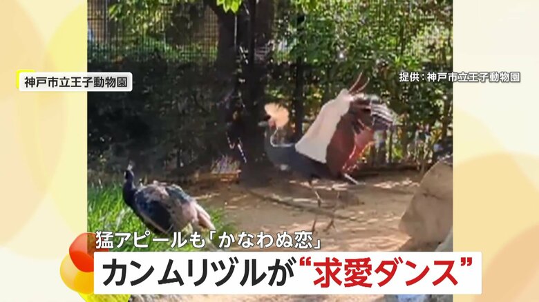 「かなわぬ恋でごめんね」カンムリヅルが激しい“求愛ダンス”で猛アピールも…お相手のクジャクは「スンッ」興味なし　兵庫・神戸市立王子動物園｜FNNプライムオンライン