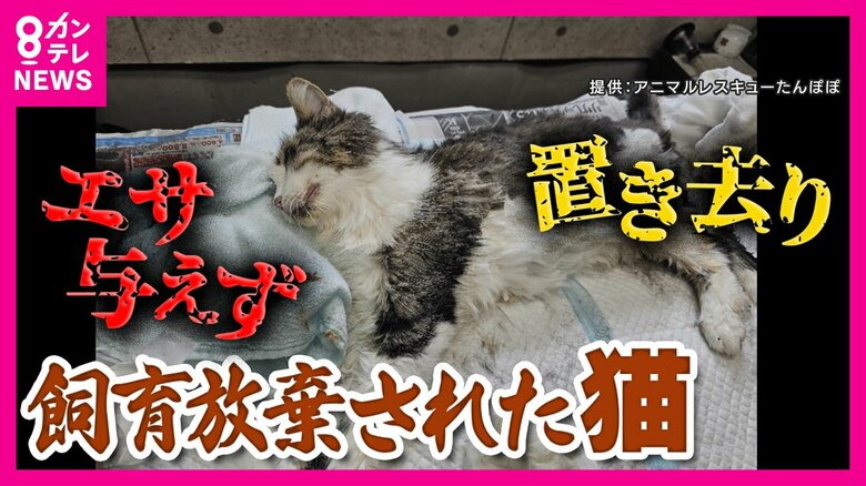 【生死さまよった猫】1カ月超密室に放置か　トイレの便器の横で見つかる　 飼い主の27歳の女逮捕 虐待とみられる傷痕や脳の後遺症も　保護団体が救助で「ミラクルちゃん」と名付けられる｜FNNプライムオンライン