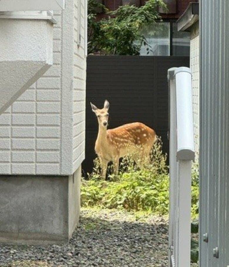 住宅街にシカ！札幌市中央区にメス？のエゾシカが迷い込む_住宅裏の庭に入り込み、周囲の様子伺う_札幌市職員ら見守る｜FNNプライムオンライン