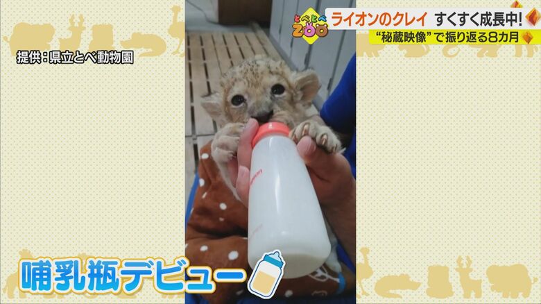 哺乳瓶デビュー時のクレイ(提供:県立とべ動物園)