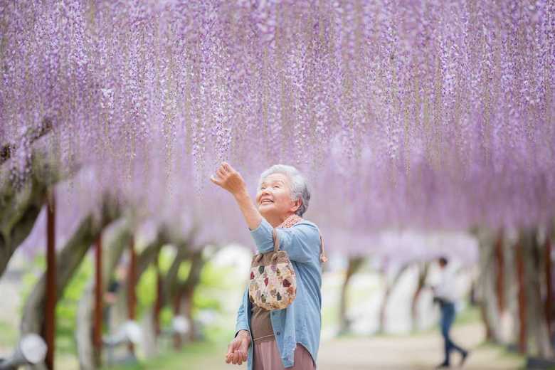 岡山県和気町にある藤公園にて(2017年初夏撮影)