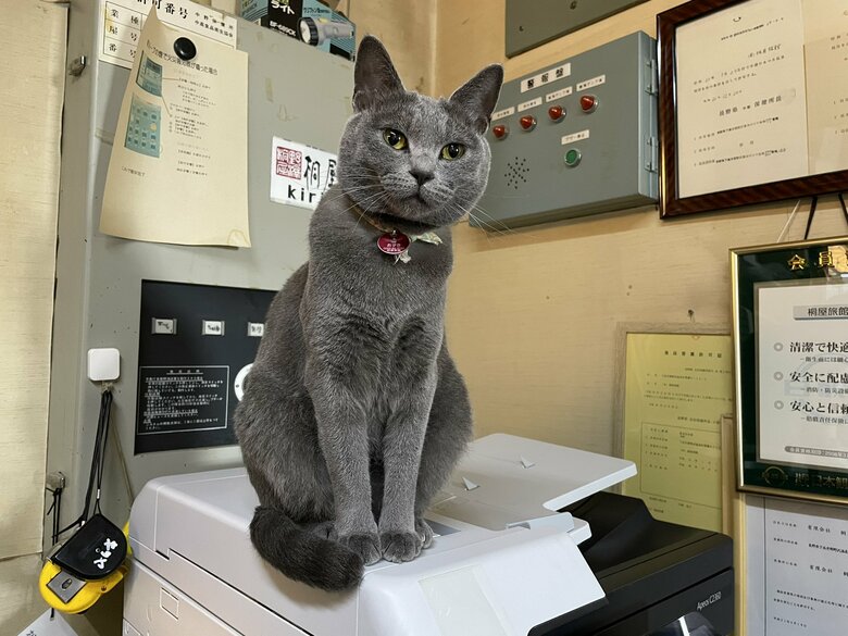 コピー機の上でたたずむ様子