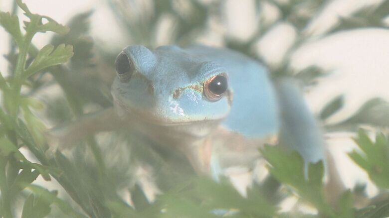 体の色から「スカイ」と命名