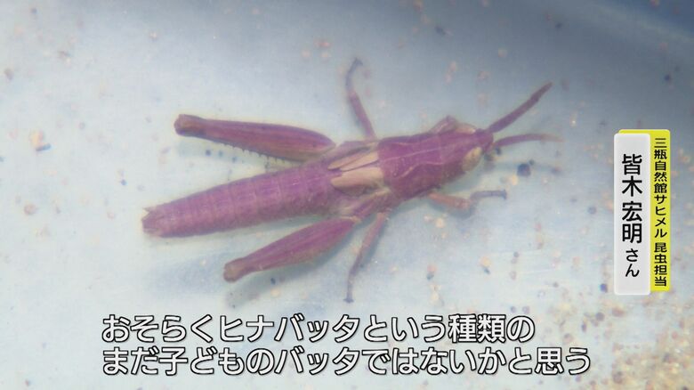 正体は「ヒナバッタ」