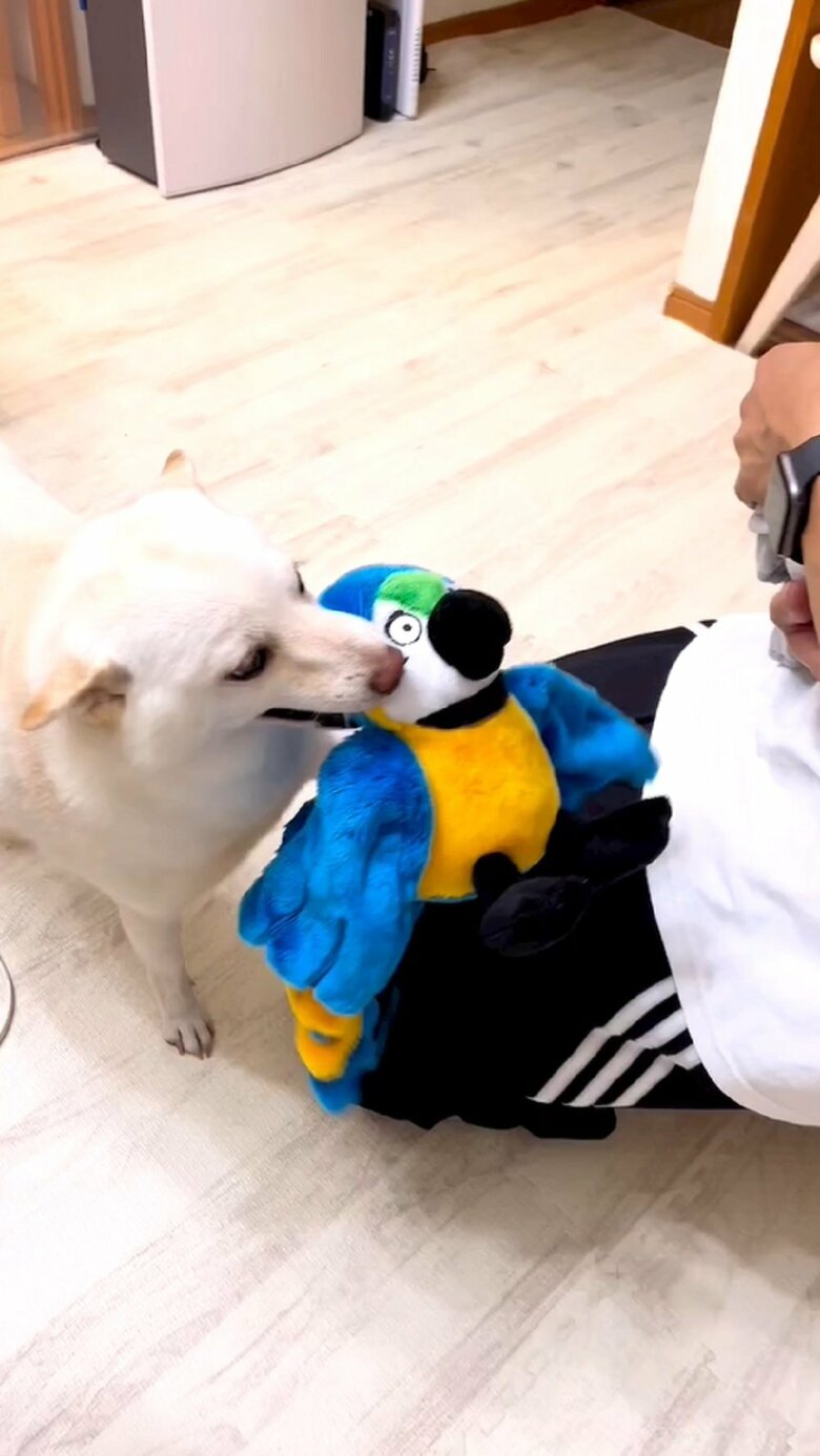 青い鳥のおもちゃは、この時のまめたちゃんのマイブーム