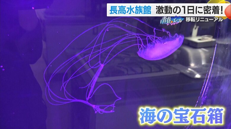 クラゲコーナーは、まるで海の宝石箱のようだ