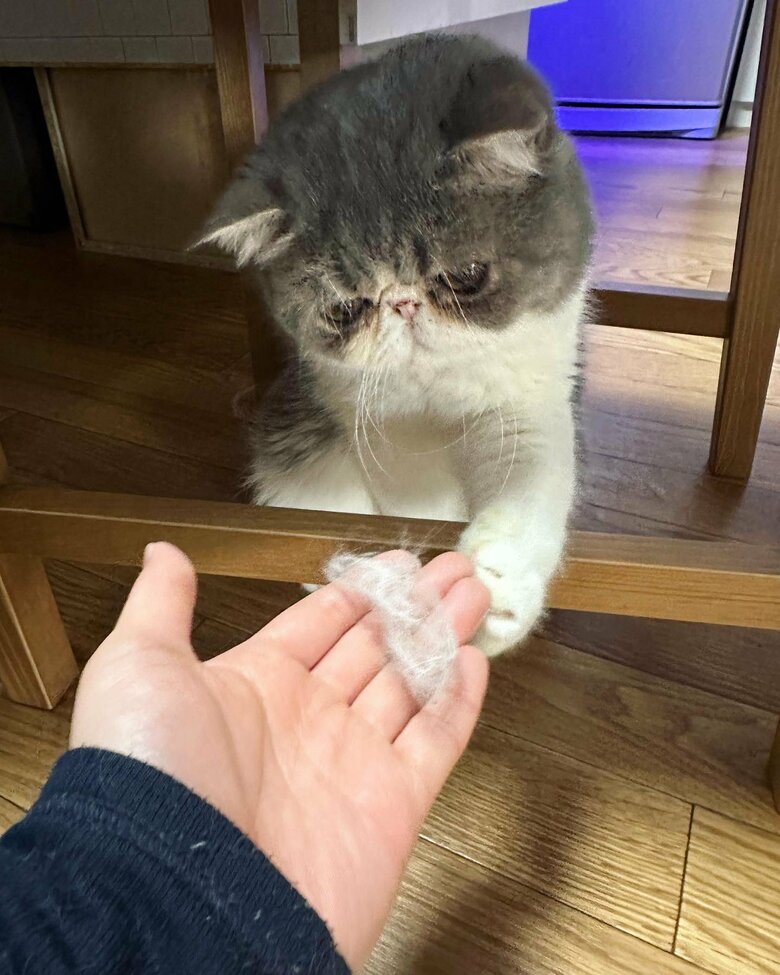 自分の抜け毛に興味がある様子