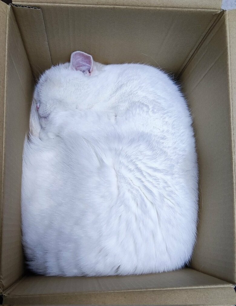 別日のぴったりフィットの様子