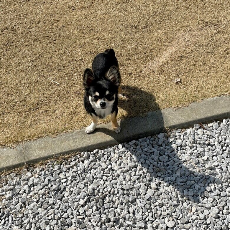 提供：チワワのごまじろーさん