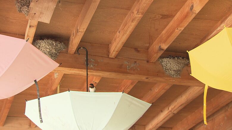 すっかり傘にも慣れたのか、傘で羽を休めるツバメの姿も