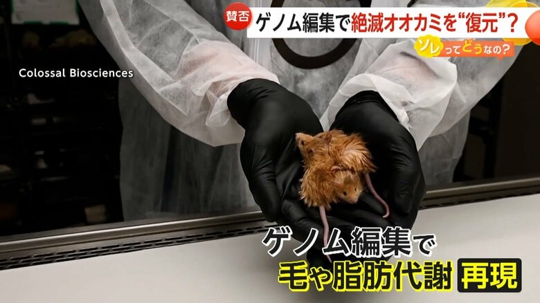 コロッサル社が誕生させた「毛むくじゃら」なマウス