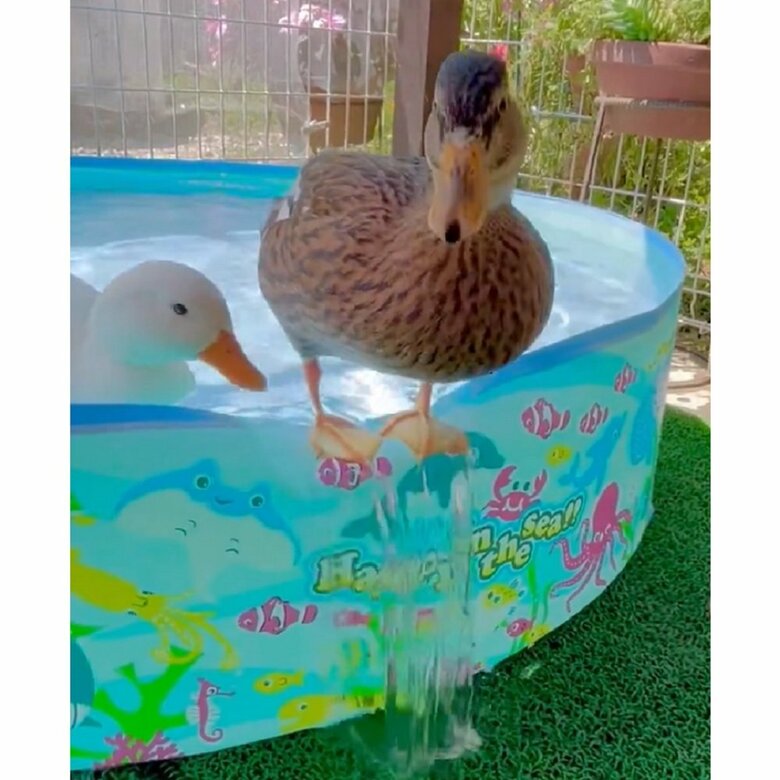 左側：気になったのかやってきたひまるくん