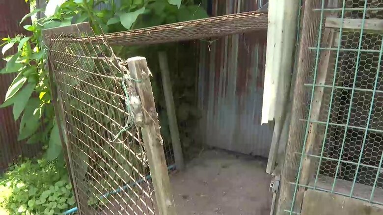 破壊されたニワトリ小屋・3羽がクマに食べられる被害