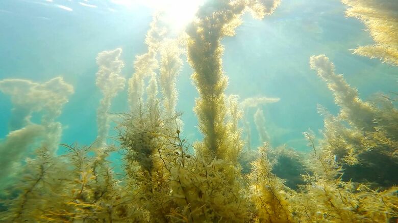 黄金に輝く海藻