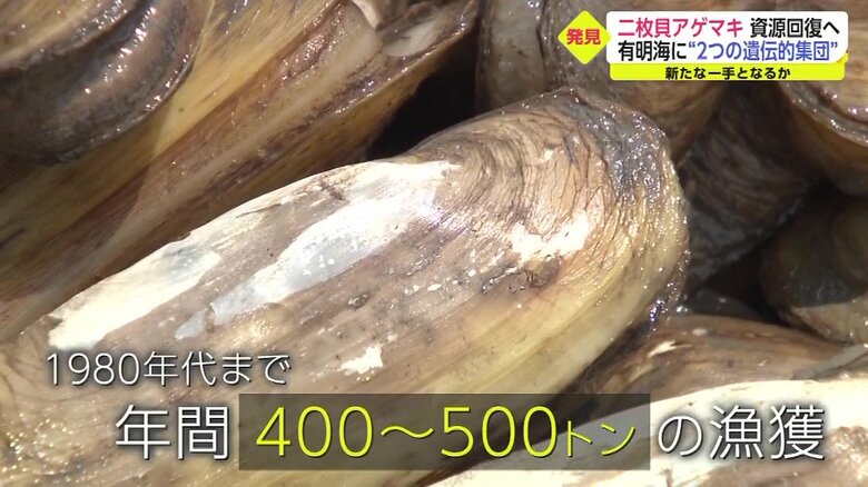 有明海特有の二枚貝「アゲマキ」